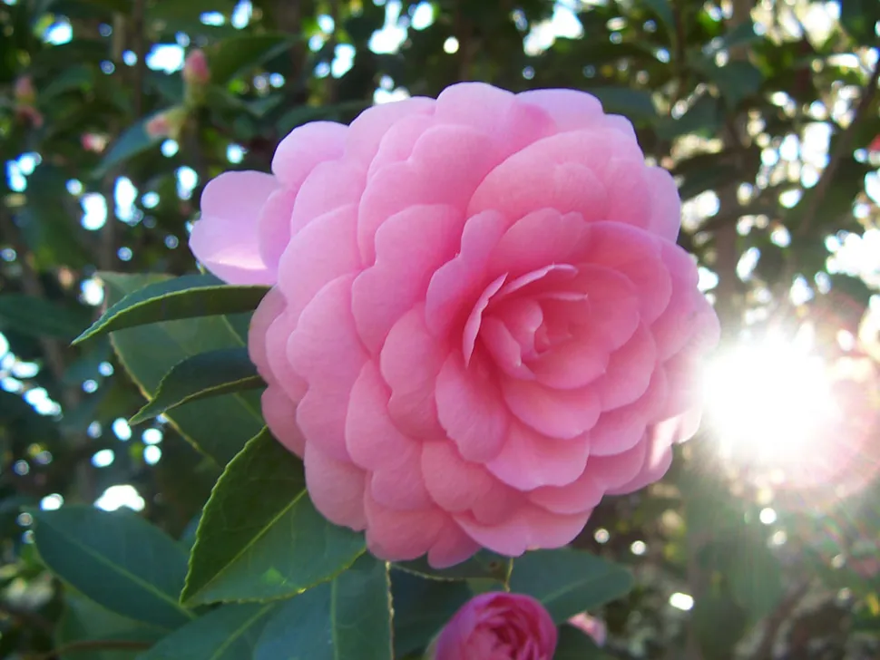 Roze Camellia japonica bloem