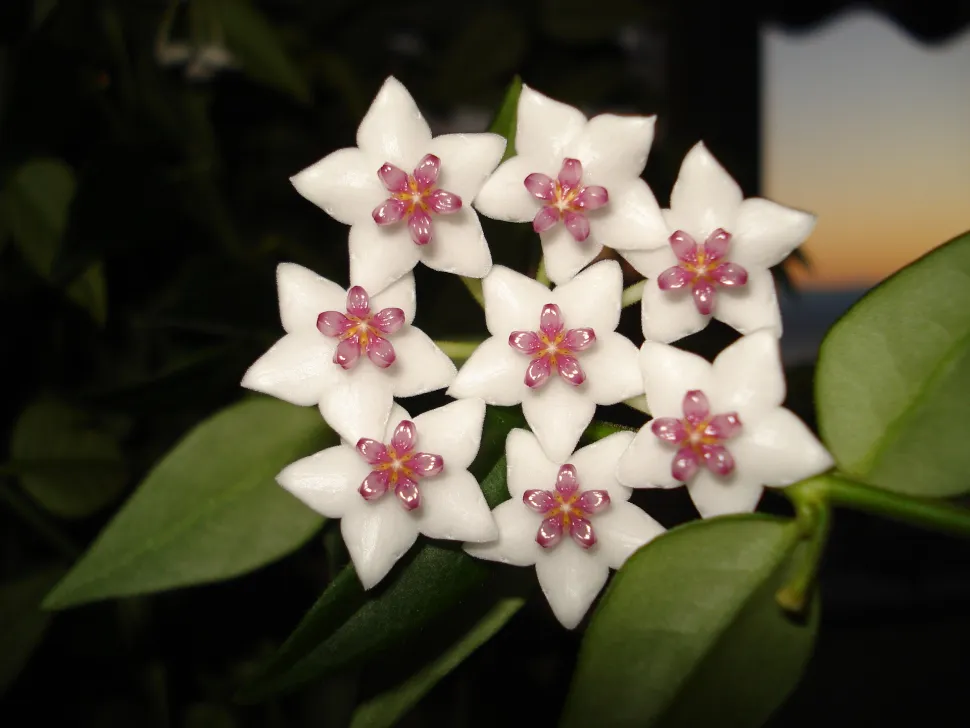 Fleurs blanches étoile cœur rose Hoya bella