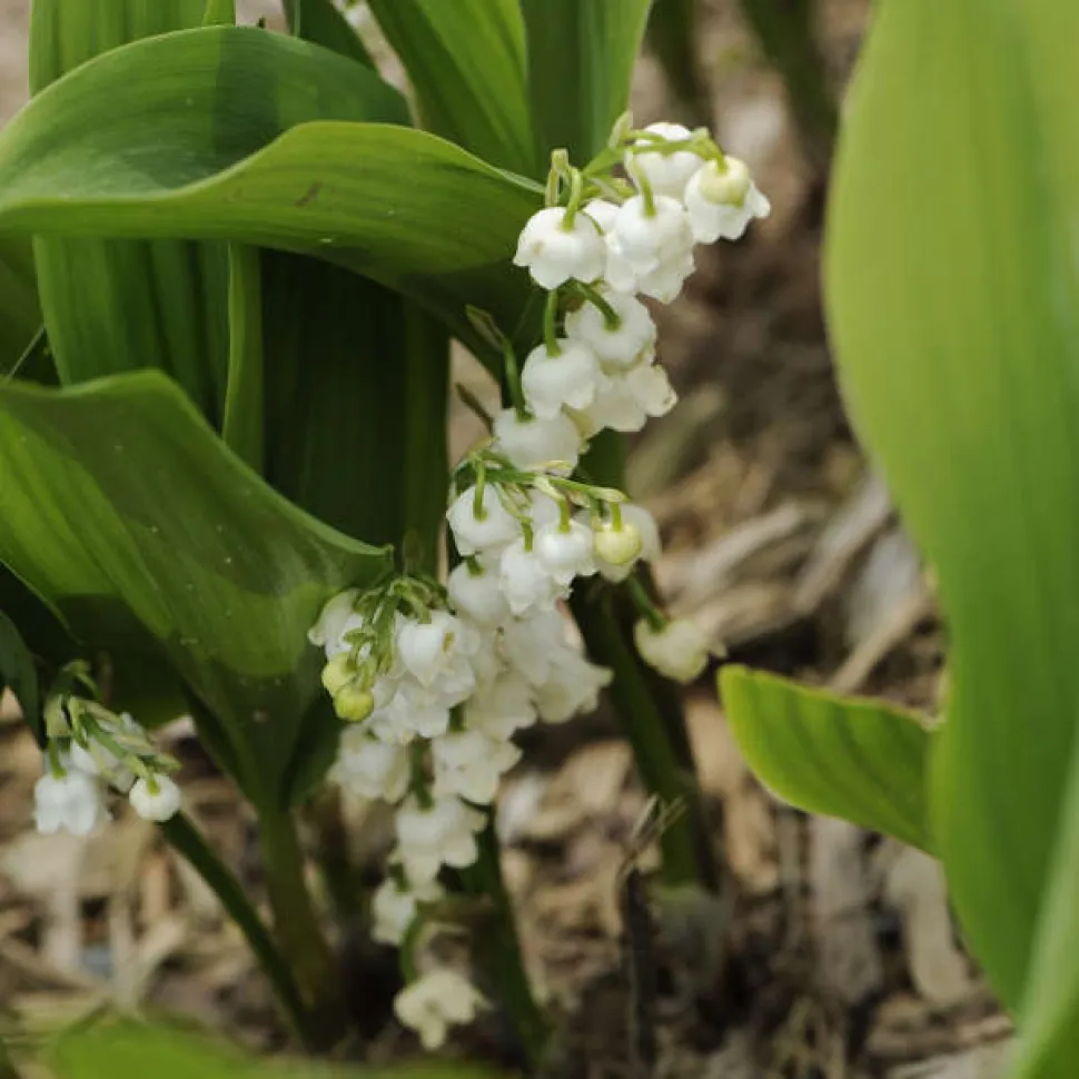 Giant lily of the valley Convallaria majalis 'Bordeaux' flowers