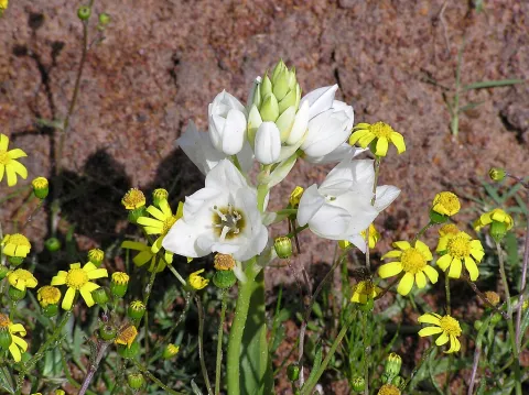 Ornithogalum thyrsoides en pleine terre