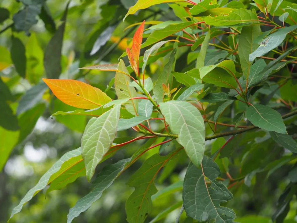 Foglie di Sassafras randaiense
