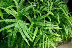 Fern Pteris cretica