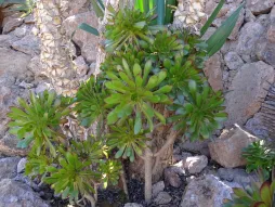 Aeonium arboreum en el suelo