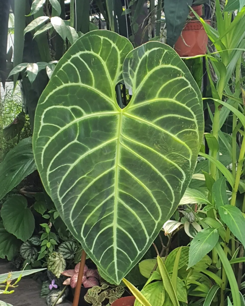 Foglia a forma di cuore Anthurium regale