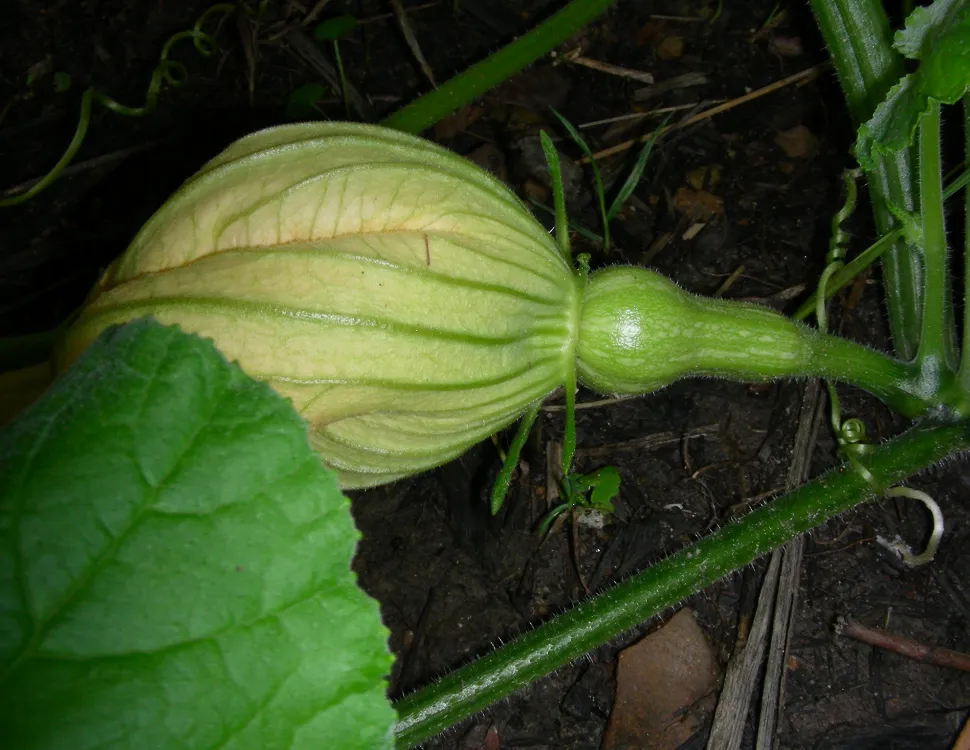 Waltham butternut squash hunblomst