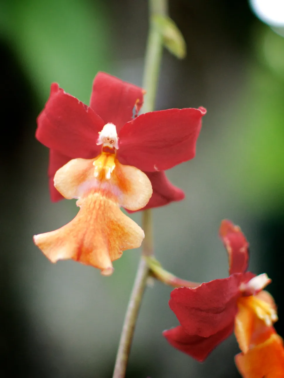 Orchidee Cambria rote Hybride