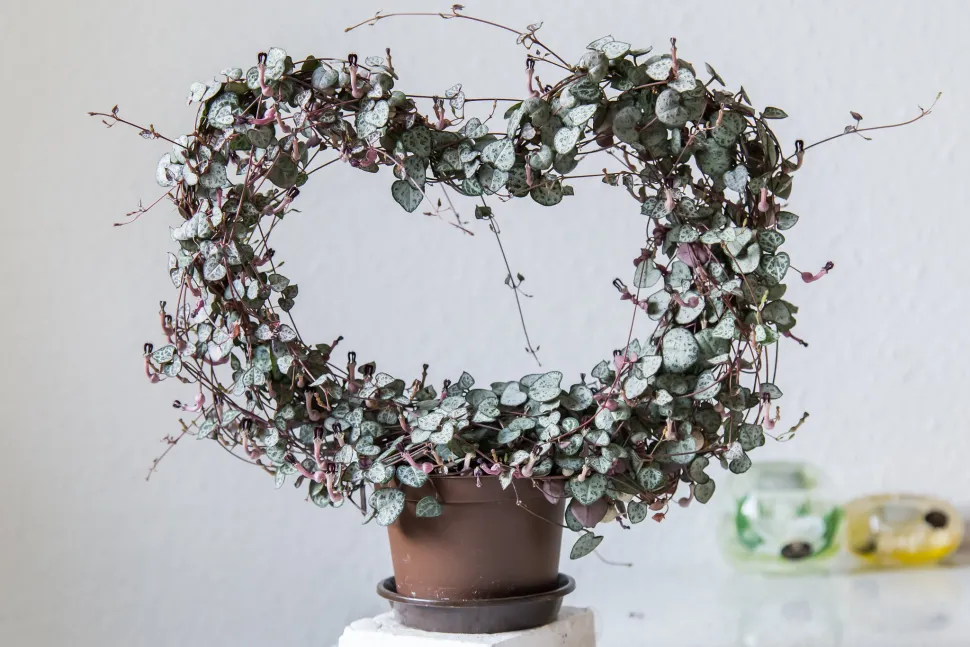Ceropegia Woodi, die auf einem herzförmigen Pfahl wächst