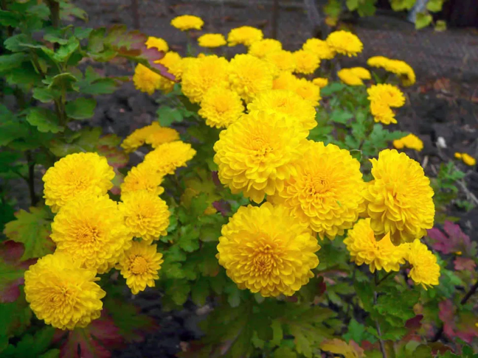 Chrysantheme mit gefüllten Blüten Chrysanthemum indicum