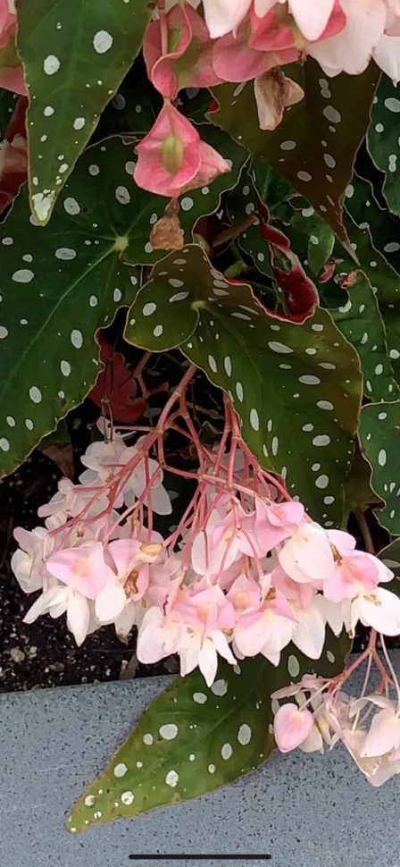 Begonia maculata fleurs roses