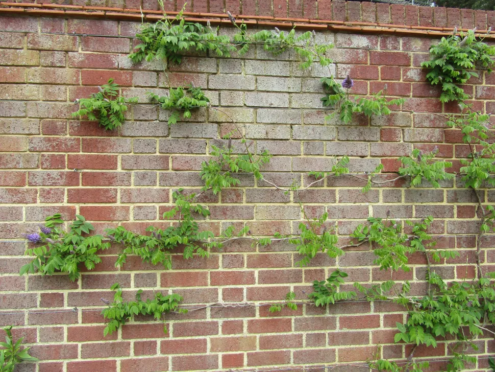 American glycine along a wall