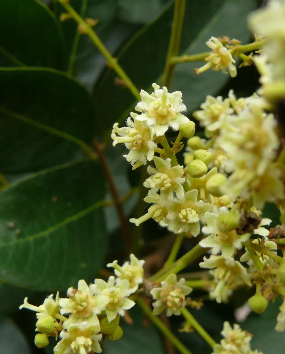 Flores amarillas de longan