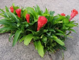 Billbergia pyramidalis em floração