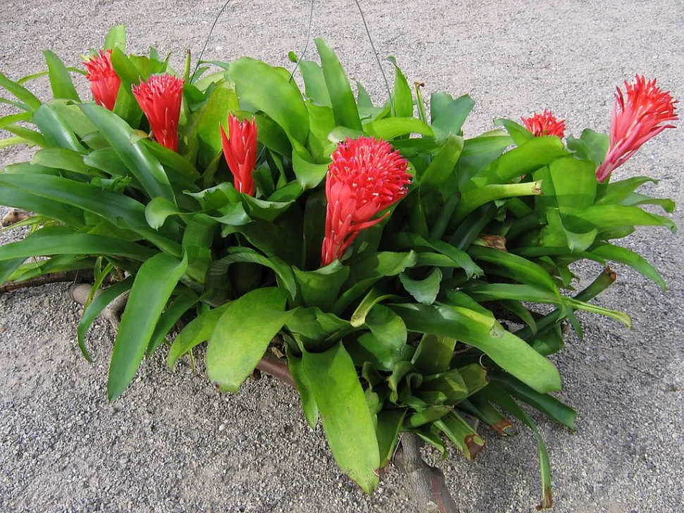 Billbergia pyramidalis en flor