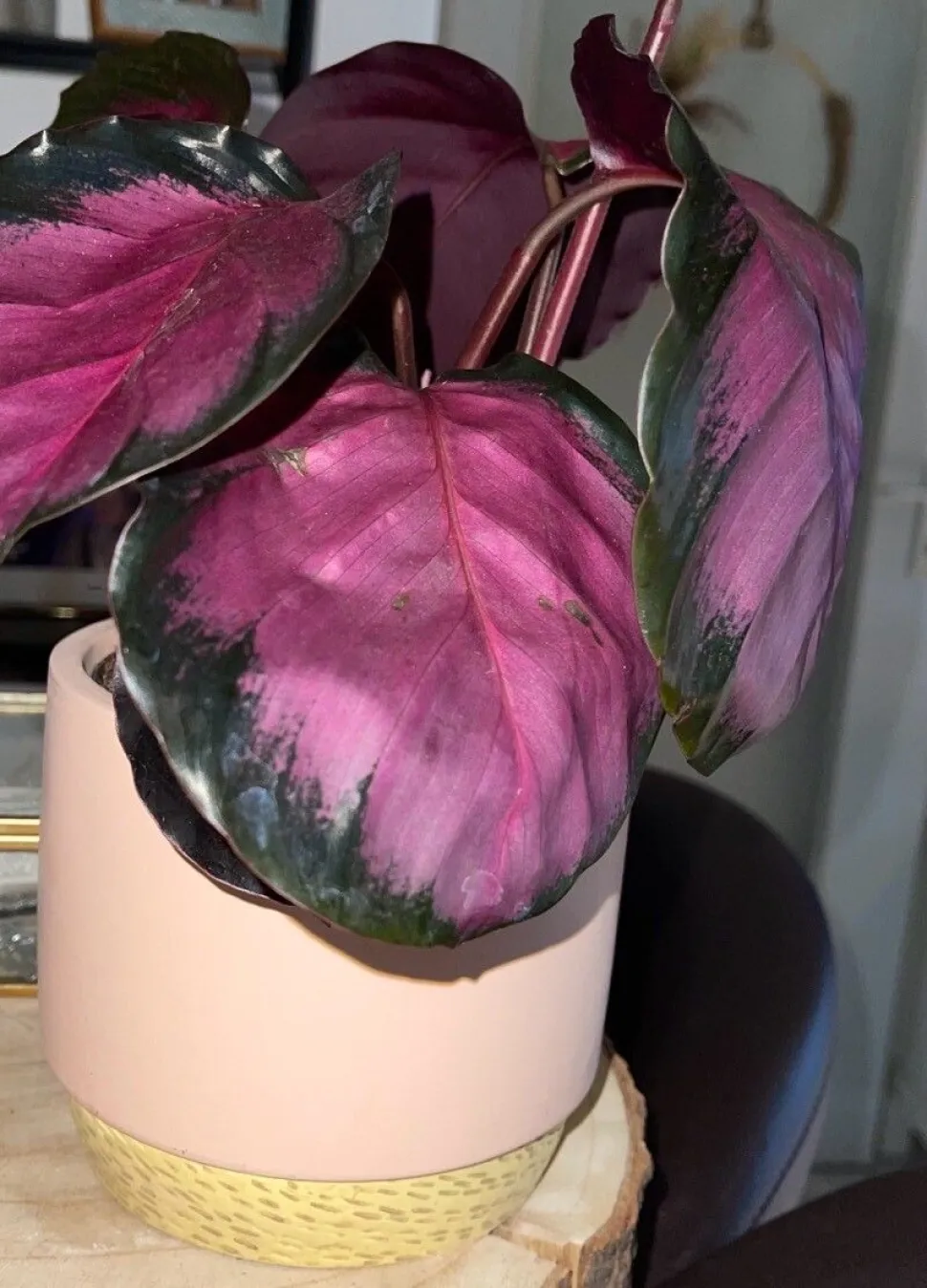 Calathea 'Purple Rose' im Topf