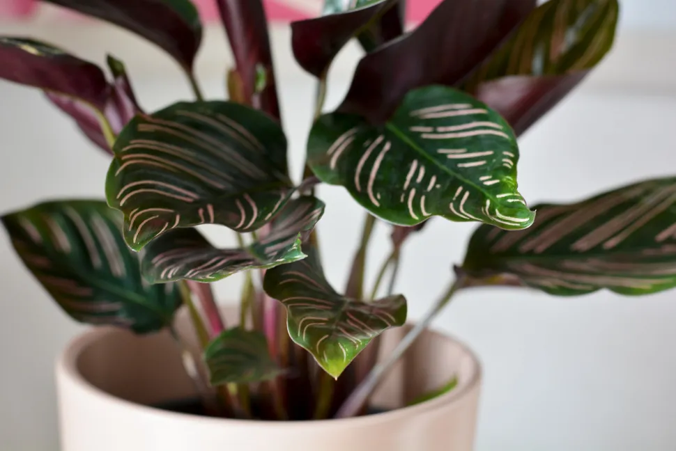 Groene Goeppertia ornata bladeren met roze strepen