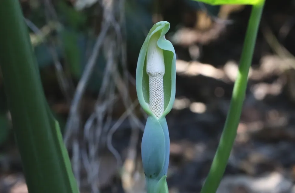 Alocasia odora bloem