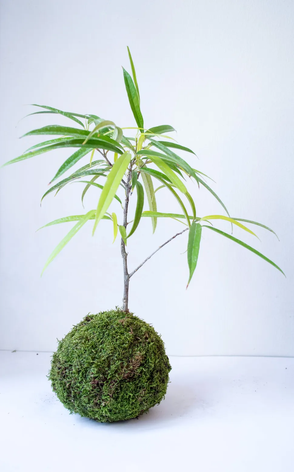 Ficus alii in Kokedama