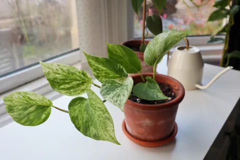 Pothos weiß geflecktes Laub Marble Queen