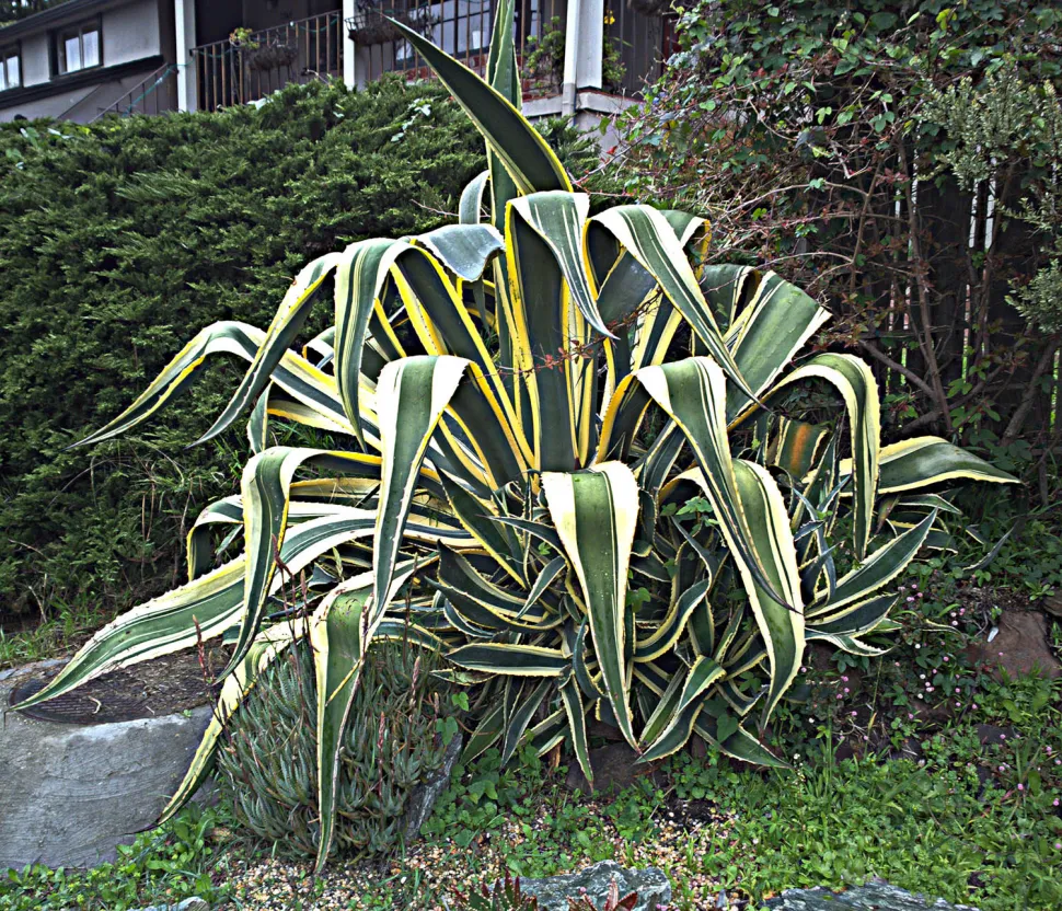 Agave americana variegata amarelo e verde
