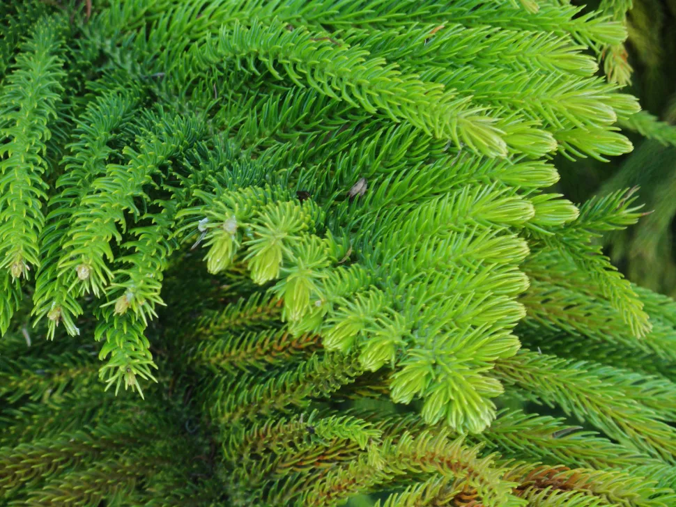 Green needles Norkolk pine