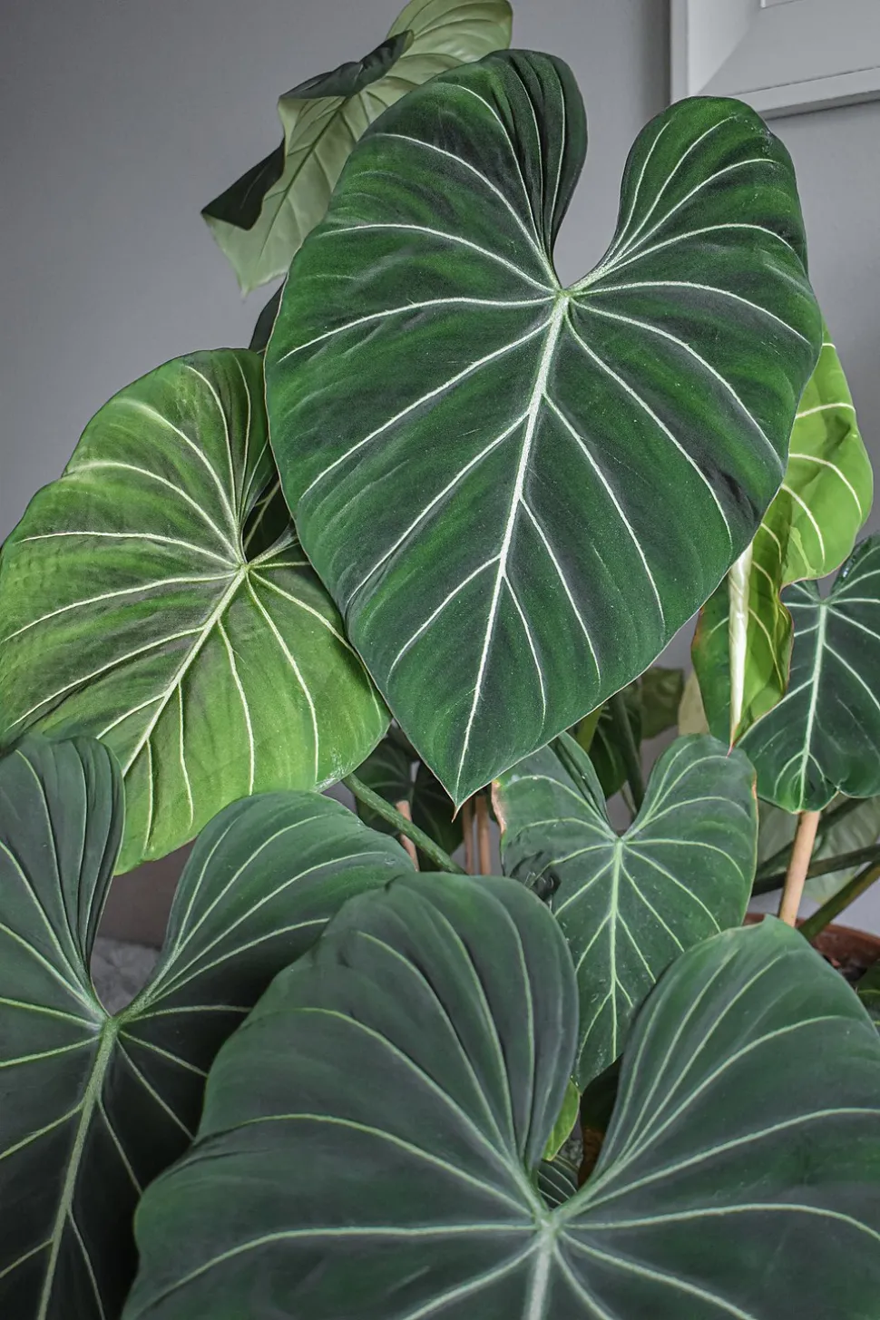 Hojas acanaladas de Philodendron gloriosum