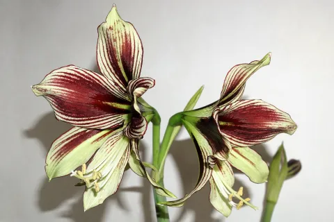 Hippeastrum papilio blomster