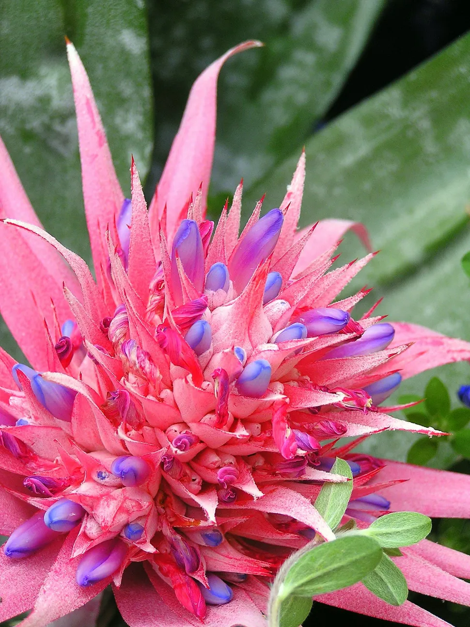 Aechmea fasciata bloem