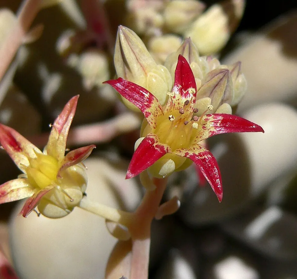 Red-white flower Graptopetalum amethystinum