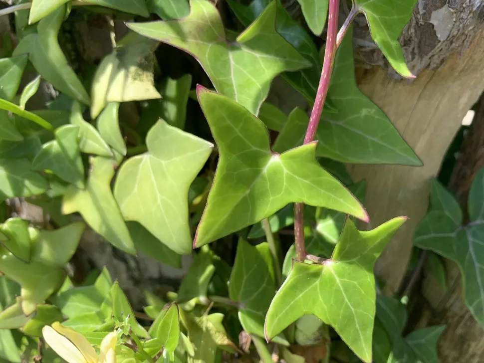 Dreieckige Blätter von Senecio macroglossus