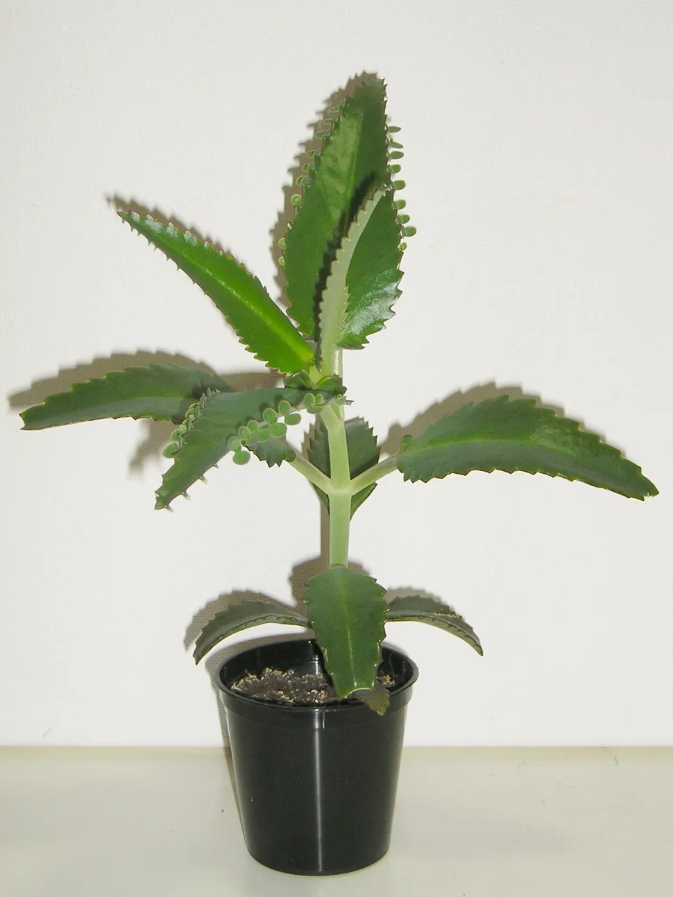 Fettpflanze Kalanchoe daigremontiana