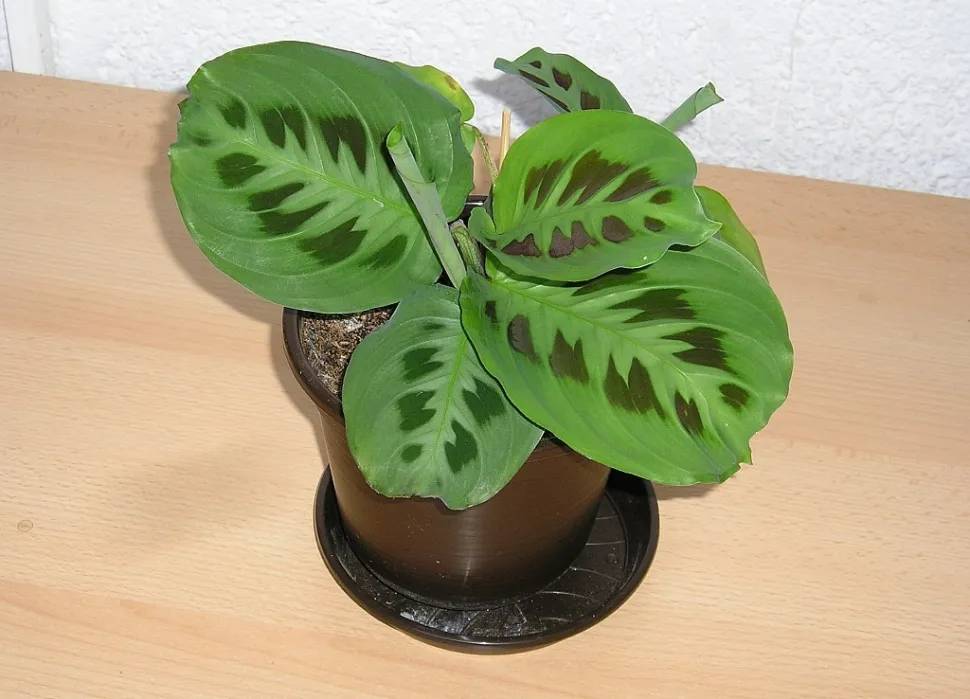Maranta kerchoviana in un vaso