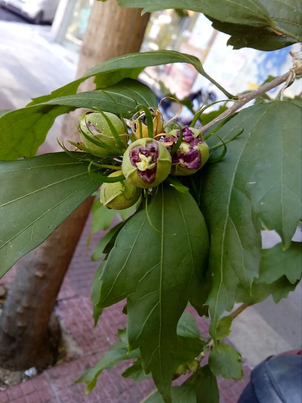 Hibiscus Lavender Chiffon in bud