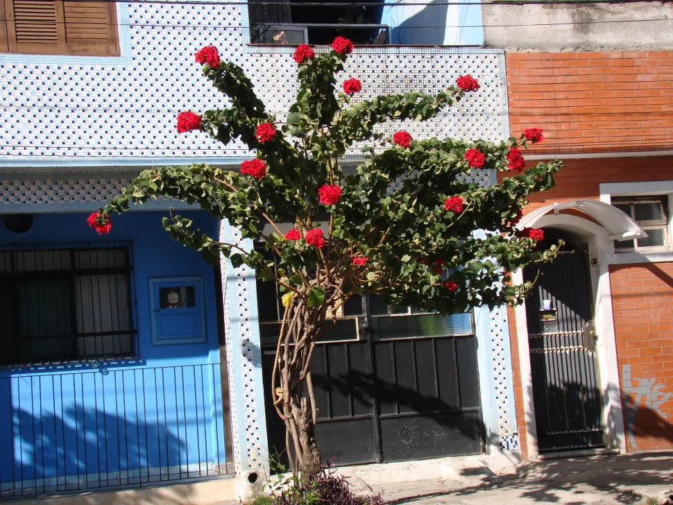 Arbusto Euphorbia pulcherrima hojas verdes brácteas rojas