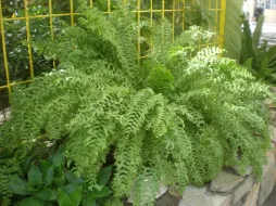 Fishtail fern in pot