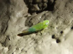 Insetto alato cavalletta della patata