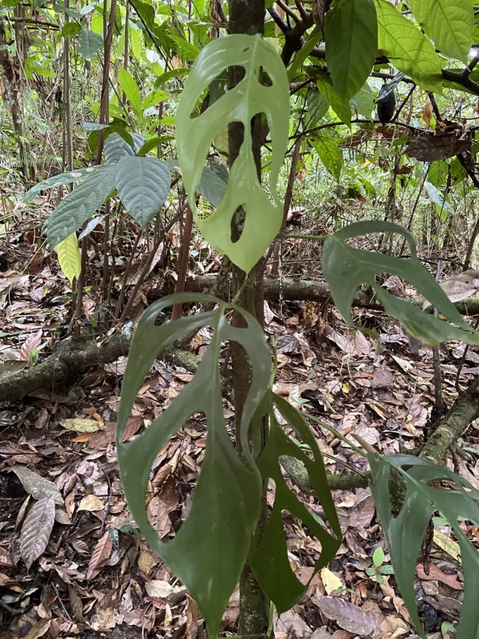 Monstera praetermissa i jorden