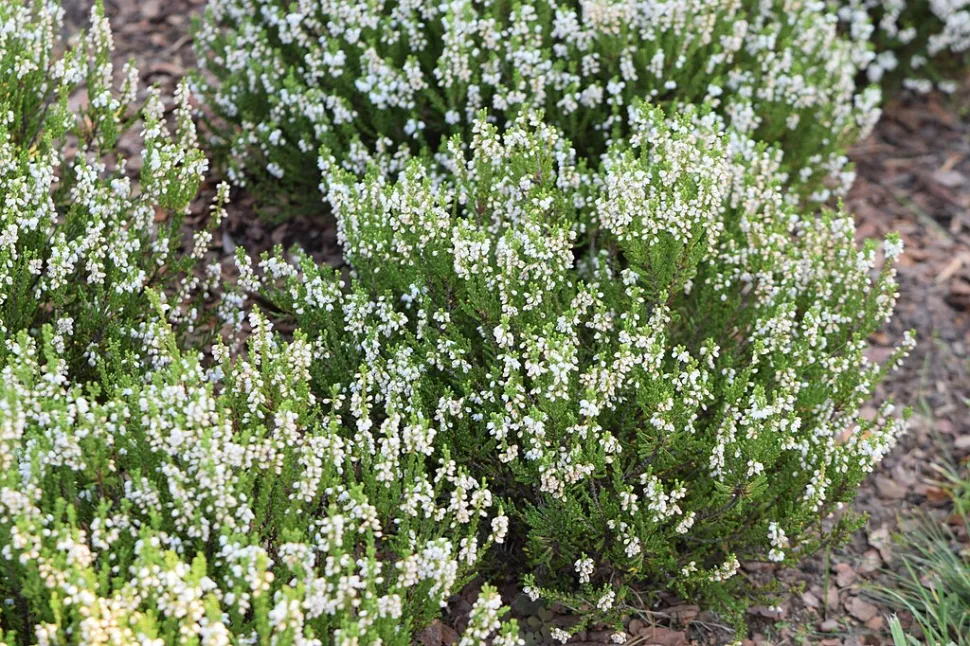 Flores brancas de Calluna vulgaris heather