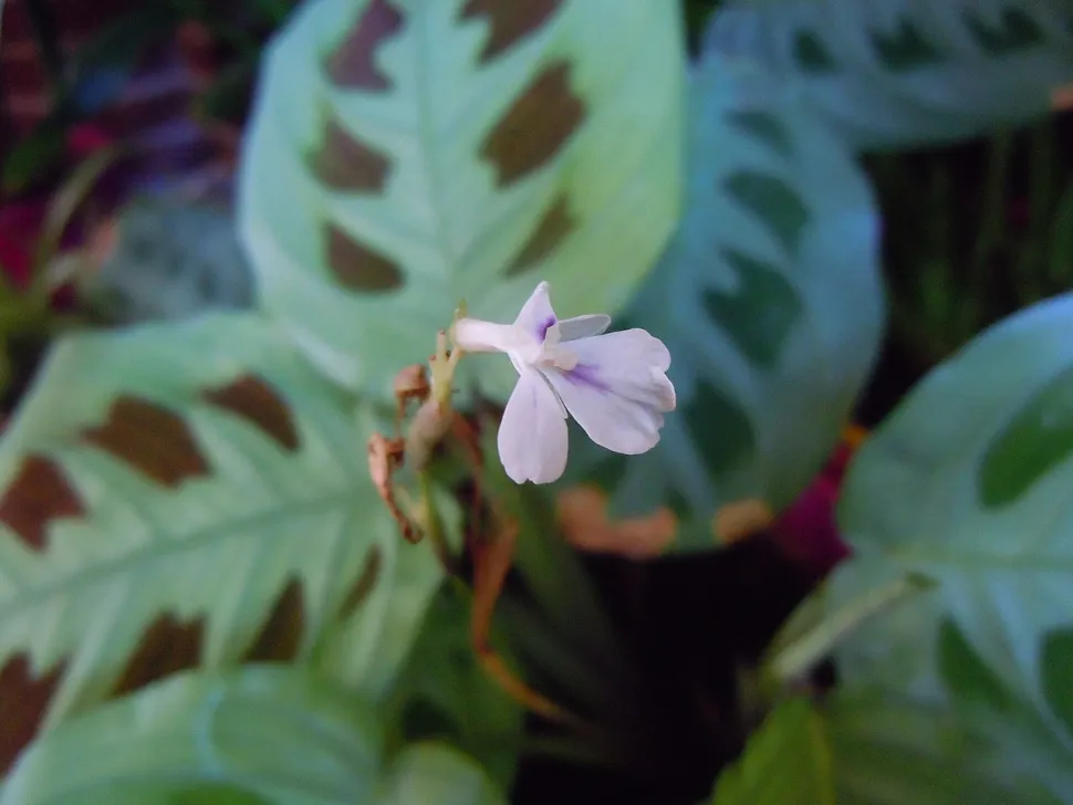 Fiore bianco e malva di Maranta kerchoveana