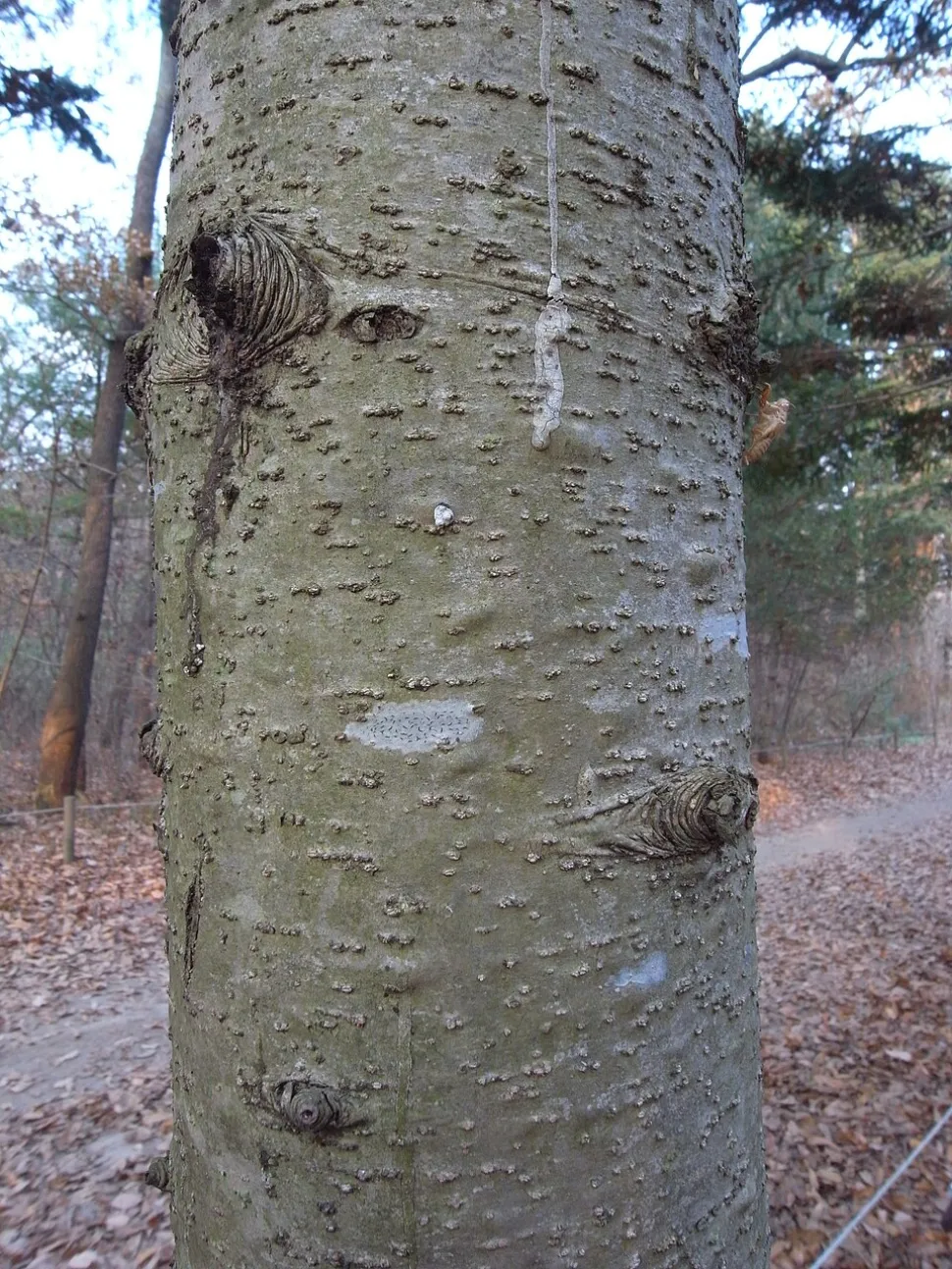 Trunk Abies koreana Korean fir