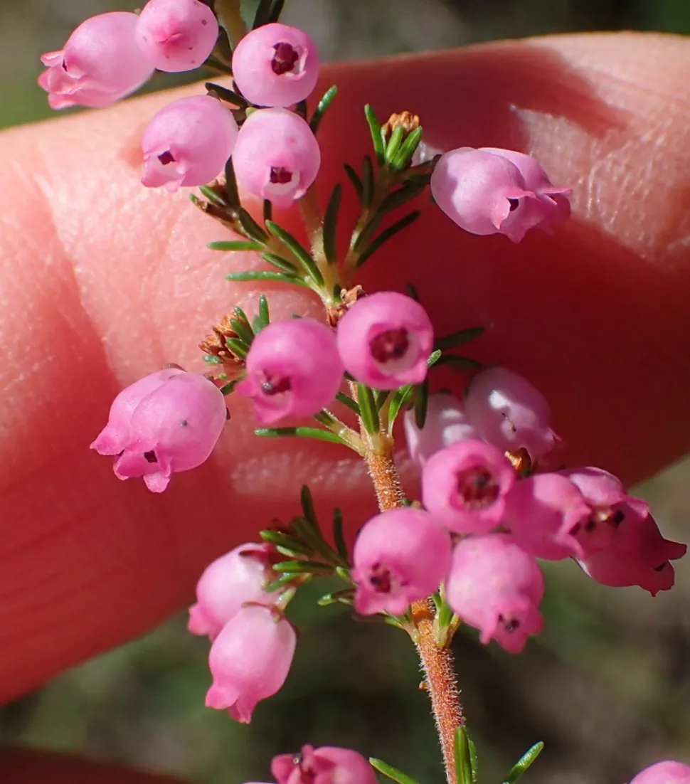 Flores cor-de-rosa da urze Erica gracilis