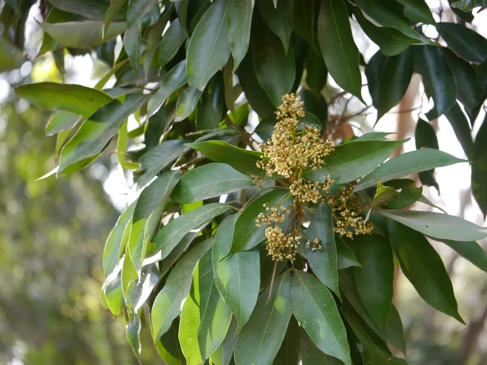 Fiori gialli di litchi chinensis