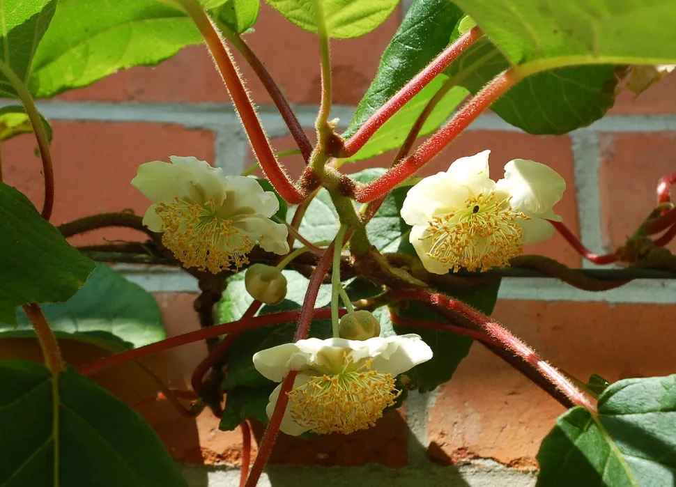 Fiori di kiwi verde (Actinidia deliciosa)