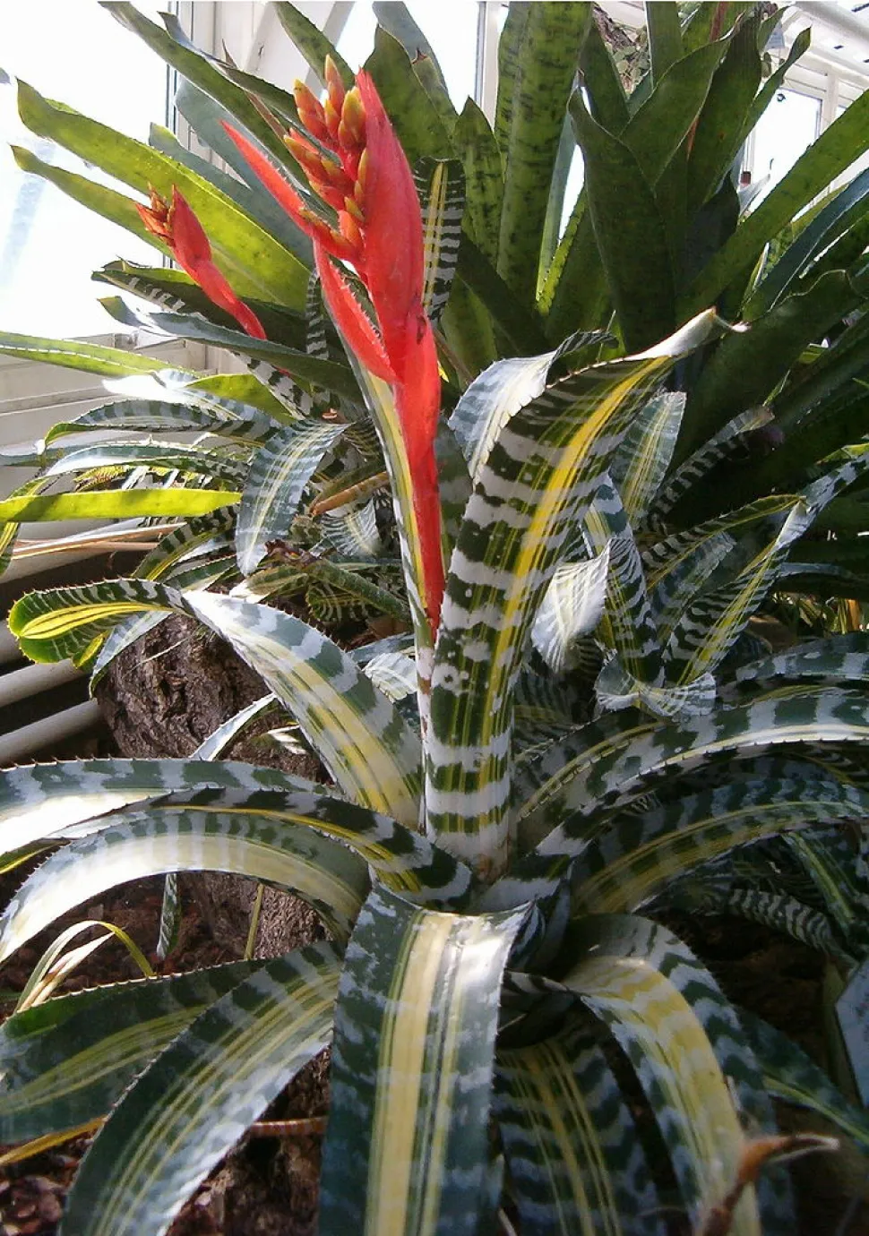 Aechmea chantinii variegata