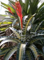 Aechmea chantinii variegata