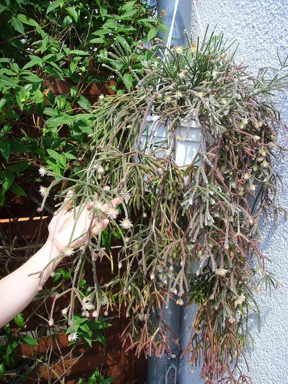Rhipsalis pilocarpa im Topf