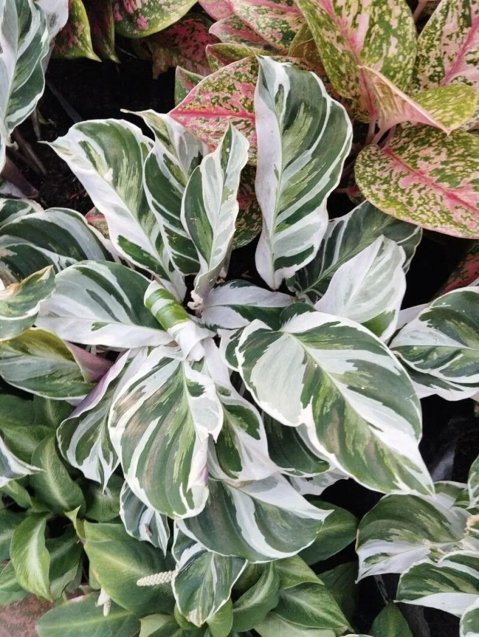 Calathea 'White Fusion' in pot