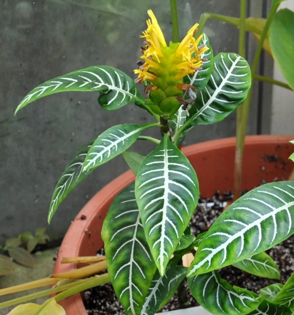 Ährenförmige Blüte Zebrapflanze