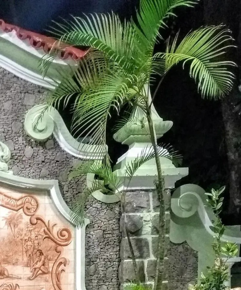 Fine stipe palm Syagrus weddelliana