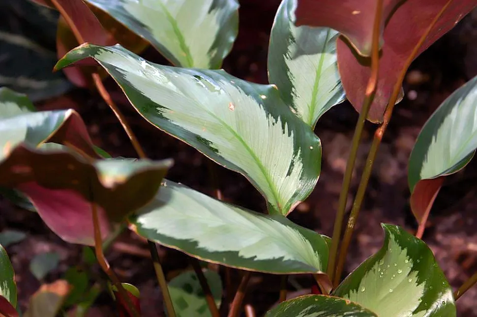 Folhas de Goeppertia picturata Argentea