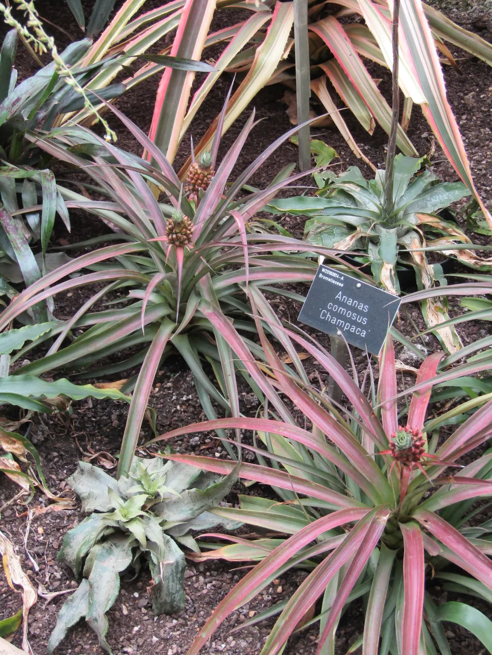 Piña comosus hojas verdes y rosas